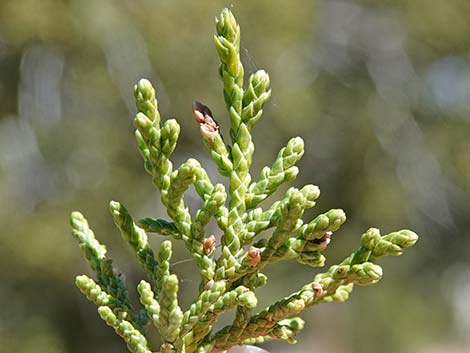 One-Seed Juniper (Juniperus monosperma)