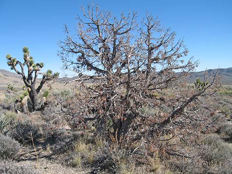 Utah Juniper (Juniperus osteosperma)