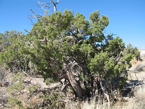 Utah Juniper (Juniperus osteosperma)