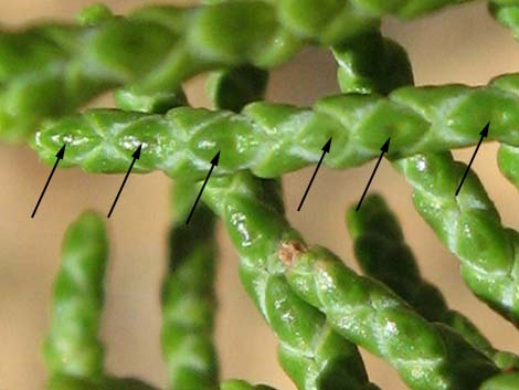 Rocky Mountain Juniper (Juniperus scopulorum)