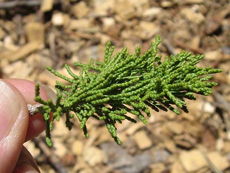 Rocky Mountain Juniper (Juniperus scopulorum)