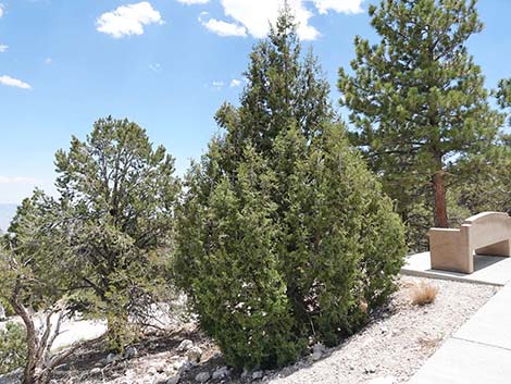 Rocky Mountain Juniper (Juniperus scopulorum)