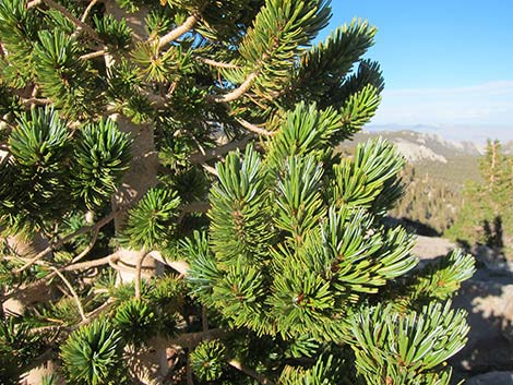 Southern Foxtail Pine (Pinus balfouriana austrina)