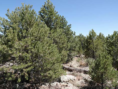 Two-needle Pinyon Pine (Pinus edulis)