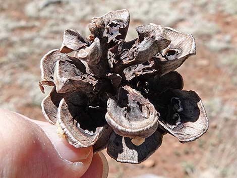 Two-needle Pinyon Pine (Pinus edulis)