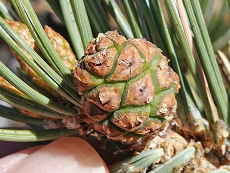 Two-needle Pinyon Pine (Pinus edulis)