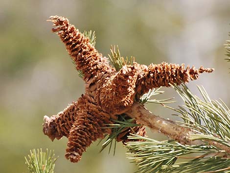 Limber Pine (Pinus flexilis)