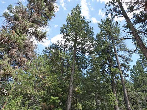 Limber Pine (Pinus flexilis)