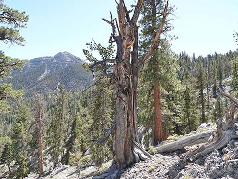 Limber Pine (Pinus flexilis)