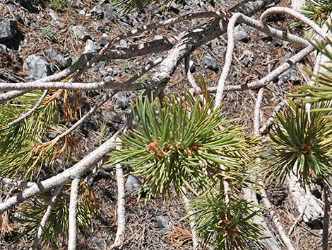 Limber Pine (Pinus flexilis)