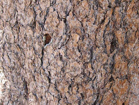 Great Basin Bristlecone Pine (Pinus longaeva)