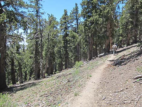 Great Basin Bristlecone Pine (Pinus longaeva)