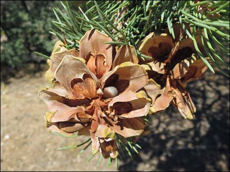 Singleleaf Pinyon Pine (Pinus monophylla)