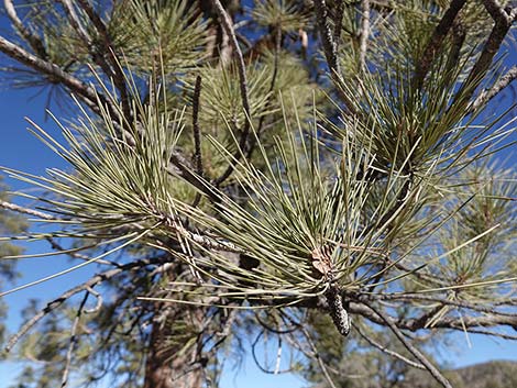 Ponderosa Pine (Pinus ponderosa)