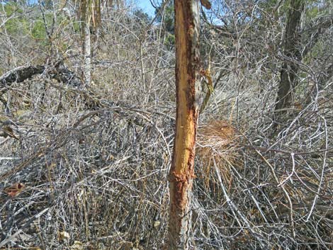 Ponderosa Pine (Pinus ponderosa)