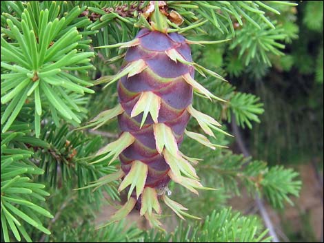 Douglas Fir (Pseudotsuga menziesii)