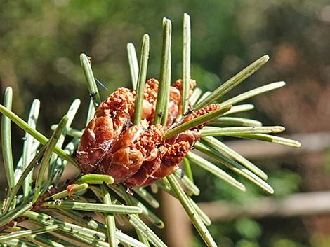 Douglas Fir (Pseudotsuga menziesii)