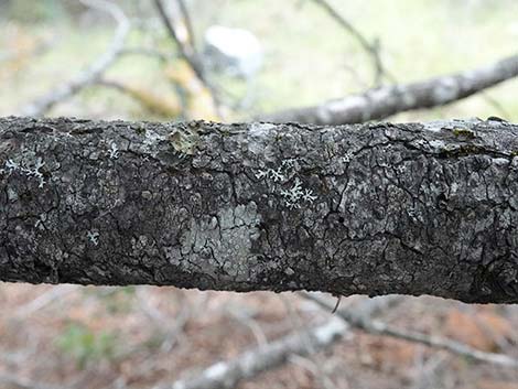 Douglas Fir (Pseudotsuga menziesii)