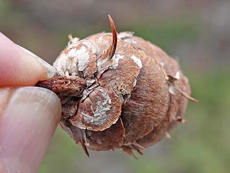 Douglas Fir (Pseudotsuga menziesii)