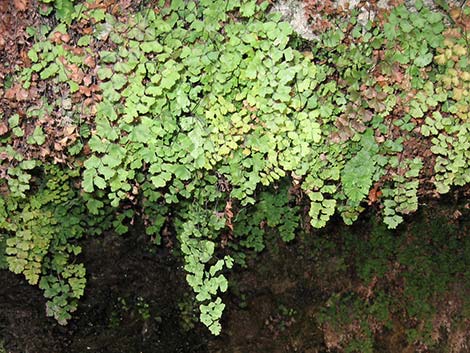 Common Maidenhair Fern (Adiantum capillus-veneris)