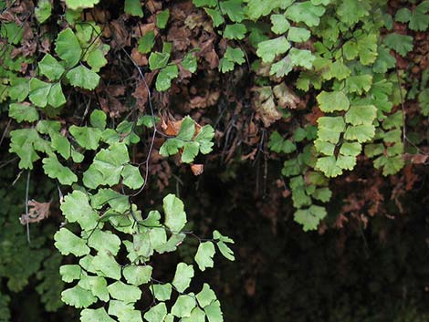 Common Maidenhair Fern (Adiantum capillus-veneris)