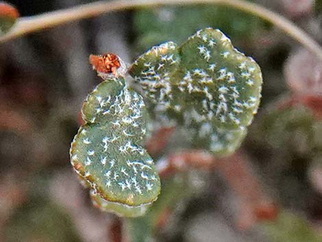 Cochise Scaly Cloak Ferns (Astrolepis cochisensis)