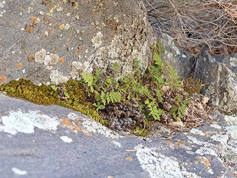 Coville's Lipfern (Cheilanthes covillei)