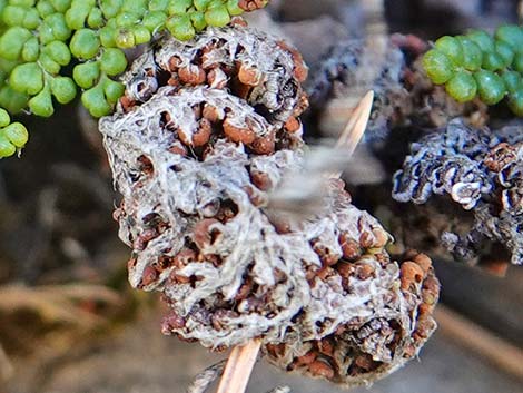 Coville's Lipfern (Cheilanthes covillei)