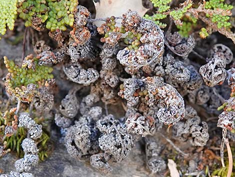 Coville's Lipfern (Cheilanthes covillei)