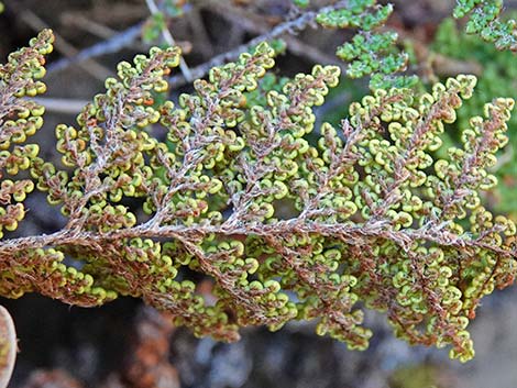 Coville's Lipfern (Cheilanthes covillei)