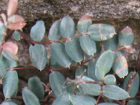 Spiny Cliffbrake (Pellaea truncata)