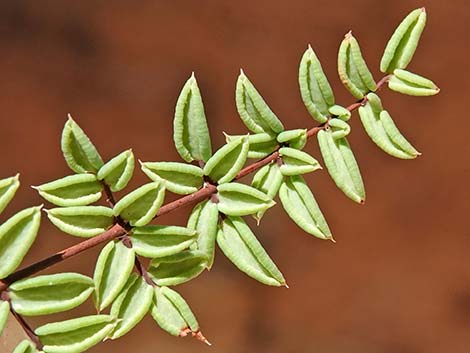 Spiny Cliffbrake (Pellaea truncata)