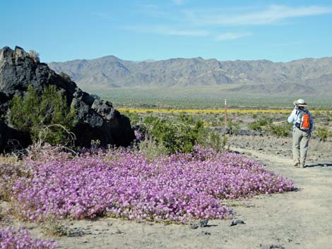 Desert Sand Verbena (Abronia villosa)