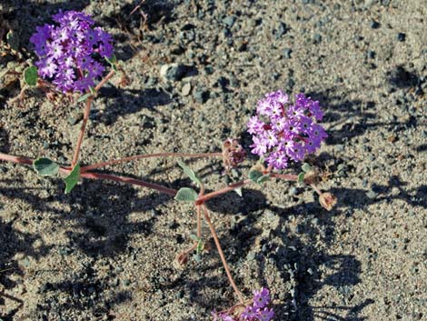 Desert Sand Verbena (Abronia villosa)