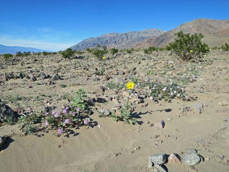 Desert Sand Verbena (Abronia villosa)