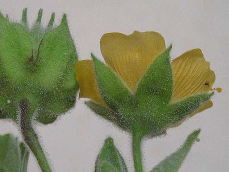 Velvetleaf (Abutilon theophrasti)