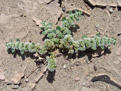 Onyxflower (Achyronychia cooperi)