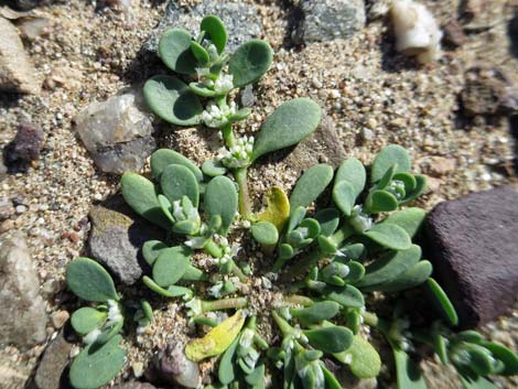 Onyxflower (Achyronychia cooperi)