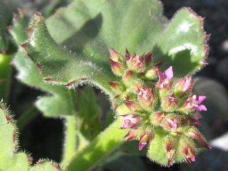 Broadleaf Gilia (Aliciella latifolia)