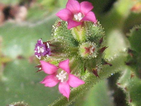 Broadleaf Gilia (Aliciella latifolia)