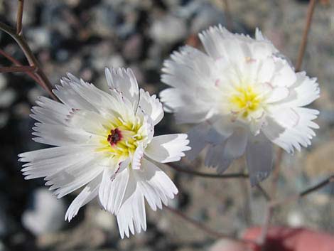 Gravel Ghost (Atrichoseris platyphylla)