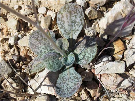 Gravel Ghost (Atrichoseris platyphylla)