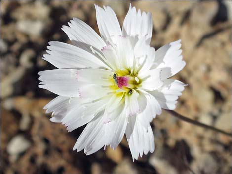 Gravel Ghost (Atrichoseris platyphylla)