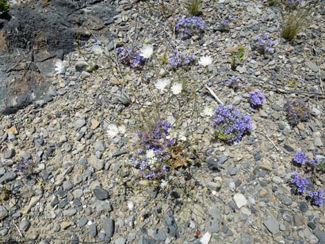 Gravel Ghost (Atrichoseris platyphylla)