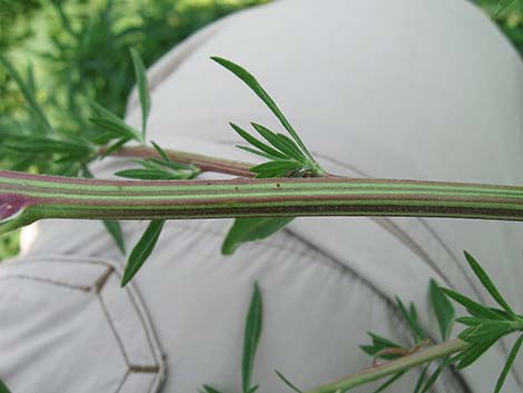 Kochia (Bassia scoparia)