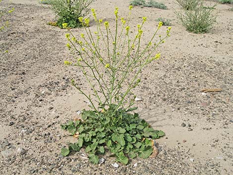 Black Mustard (Brassica nigra)