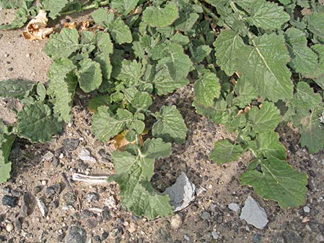 Black Mustard (Brassica nigra)