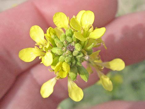 Black Mustard (Brassica nigra)