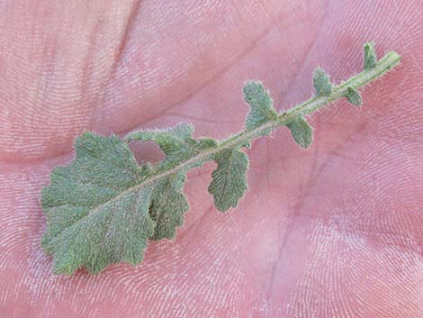 Black Mustard (Brassica nigra)