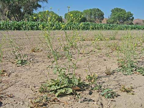 Black Mustard (Brassica nigra)